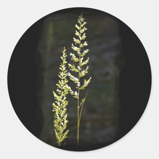 Sticker Rond Plante vert (Devant)