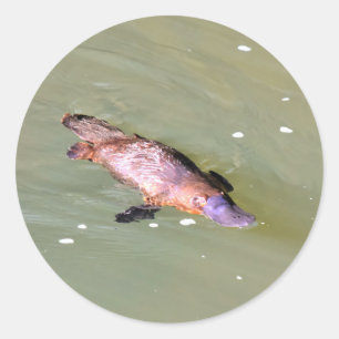 STICKER ROND PLATYPUS DANS L'EAU EUNGELLA AUSTRALIE