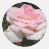 Sticker Rond Pluie - Rose arrosé (Devant)
