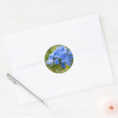 Sticker Rond Plumbago - Photo de fleurs d'été bleues (Enveloppe)