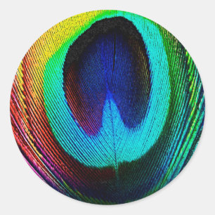 Sticker Rond Plume de paon vibrant