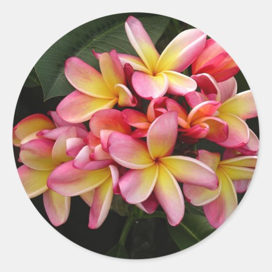 Sticker Rond Plumeria tropicale rose et jaune (Devant)