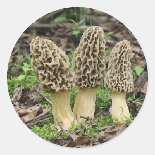 Sticker Rond Plus de Morels (Devant)