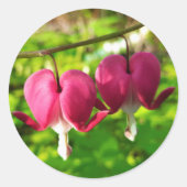 Sticker rond Plutôt Rose Bleeding Heart Flowers (Devant)