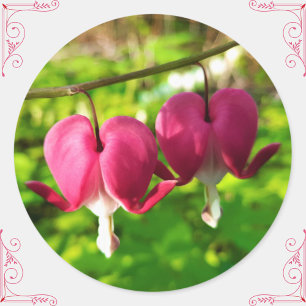 Sticker rond Plutôt Rose Bleeding Heart Flowers