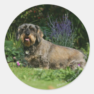 Sticker Rond Poil à fil standard Dachshund assis