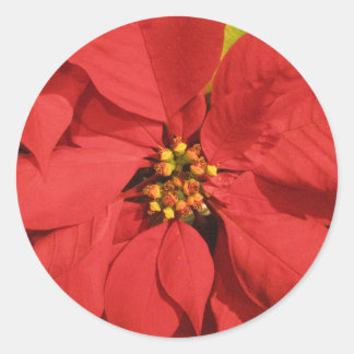Sticker Rond Poinsettia rouge