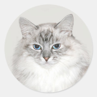 Sticker Rond Point bleu Chat himalayen