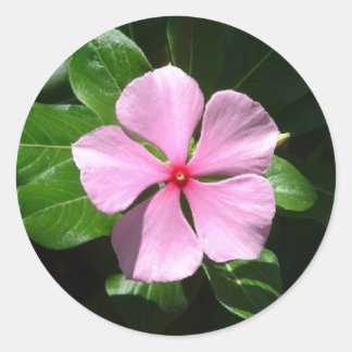 Sticker Rond Point rose