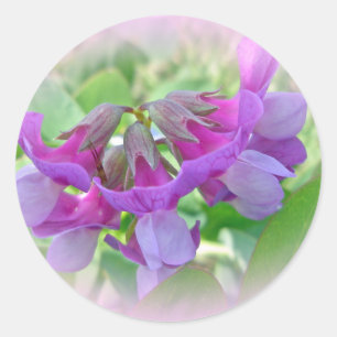 Sticker Rond Pois de plage - Lathyrus japonicus - Fleur sauvage