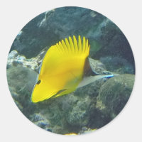 Poisson à papillon long nez