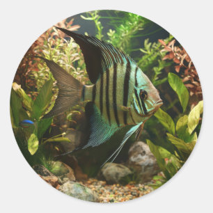 Sticker Rond Poisson-ange altum rayé