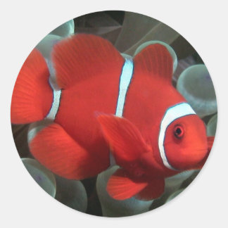 Sticker Rond Poisson clown