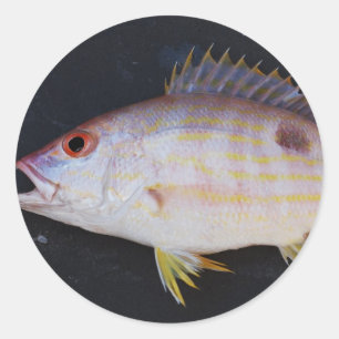 Sticker Rond Poisson du Snapper de voie