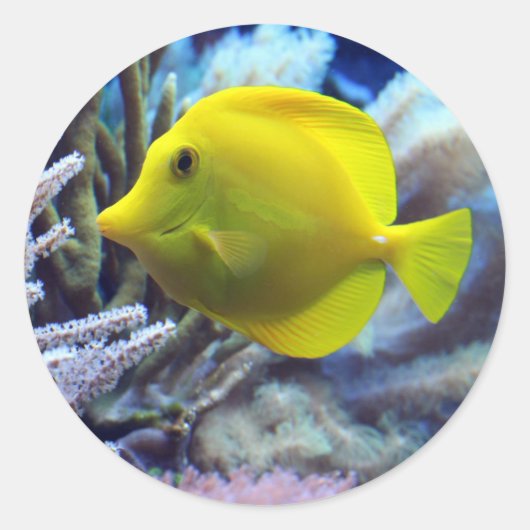 Sticker Rond Poisson jaune (Devant)