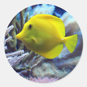 Sticker Rond Poisson jaune