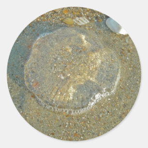 Sticker Rond Poisson-méduse échouée série Iems de coordination