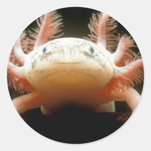 Sticker Rond poisson mexicain (Devant)