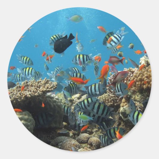 Sticker Rond Poisson rayé (Devant)