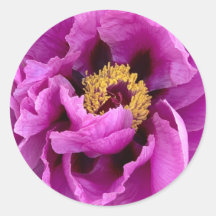 poitrine rose fuchsia brillante et jolie