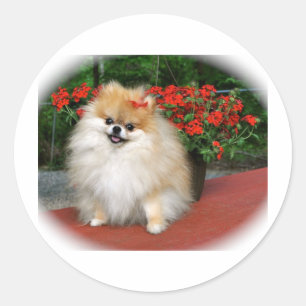Sticker Rond Pomeranian