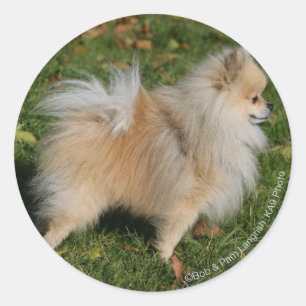 Sticker Rond Poméranie debout
