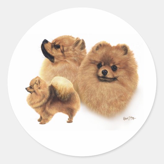 Sticker Rond Poméranien (Devant)