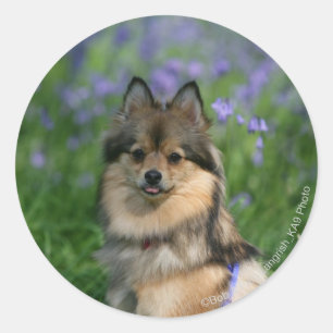 Sticker Rond Poméranien dans l'herbe