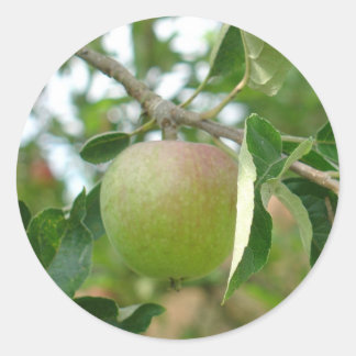 Sticker Rond Pomme verte
