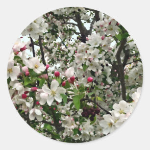 Sticker Rond Pommier en fleurs