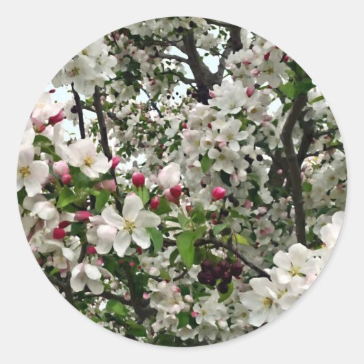 Sticker Rond Pommier en fleurs (Devant)