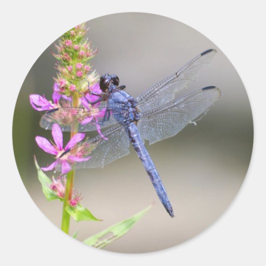 Sticker Rond Pondhawk oriental (Devant)