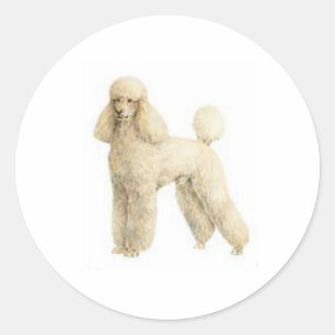 Sticker Rond Poodle — Clip de chiot