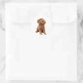 Sticker Rond Poodle - Jouet (abricot) (Sac)