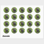 Sticker Rond Poodles (Feuille)