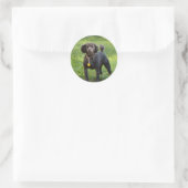 Sticker Rond Poodles (Sac)