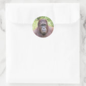 Sticker Rond Portrait animal Orangoutan Photo (Sac)