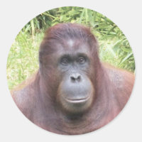 Portrait animal Orangoutan Photo