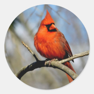 Sticker Rond Portrait cardinal rouge 