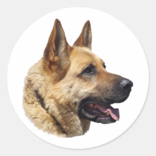 Sticker Rond Portrait d'Alsatian German shepherd