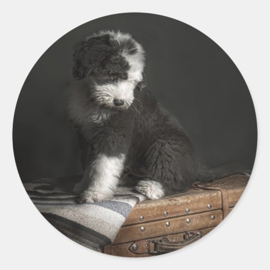 Sticker Rond Portrait de Bobtail puppy (Devant)