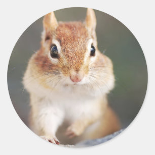 Sticker Rond portrait de chipmunk avec joues complètes