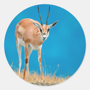 Sticker Rond Portrait de femelle de gazelle de Grant (Gazella G