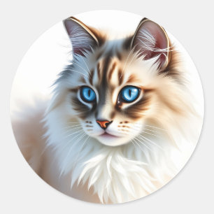 Sticker Rond Portrait de Fluffy Ragdoll Chat aux yeux bleus