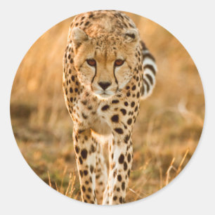 Sticker Rond Portrait de guépard (Acinonyx Jubatus), Maasai