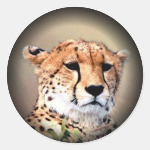 Sticker Rond Portrait de guépard sous la pleine lune : la grâce