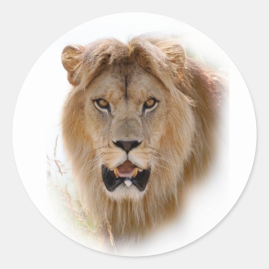 Sticker Rond Portrait de lion (Devant)