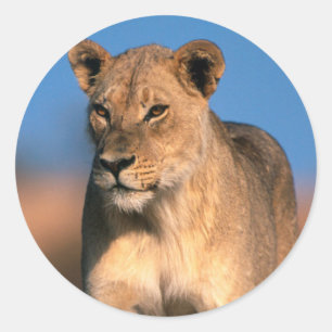 Sticker Rond Portrait de lionne (Panthera Leo)