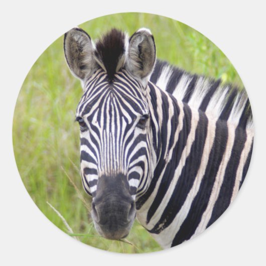 Sticker Rond Portrait de Plains Zebra, Hluhluwe-Umfolozi Game (Devant)