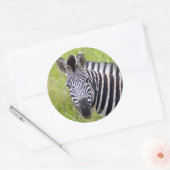 Sticker Rond Portrait de Plains Zebra, Hluhluwe-Umfolozi Game (Enveloppe)